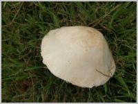 Seidiger Egerlingsschirmling3